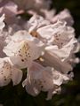 Rhododendron anwheiense-4 Różanecznik
